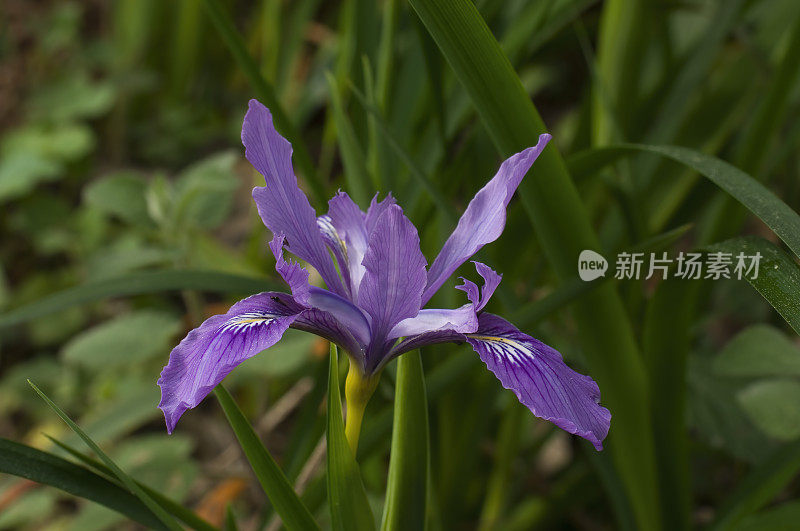 道格拉斯Iris, Iris douglasiana，门多西诺植物园，门多西诺县，加州;家庭鸢尾科;发现于加利福尼亚海岸。无胡须的鸢尾花，是牧场上一种有毒的杂草。